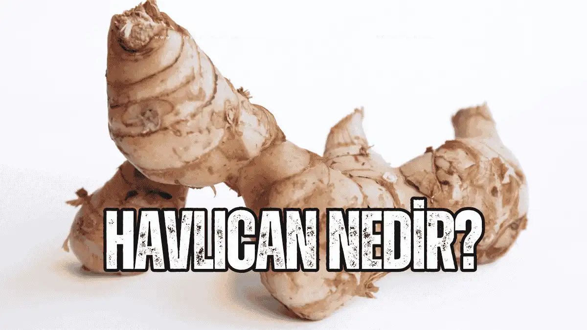 Havlıcan Nedir?