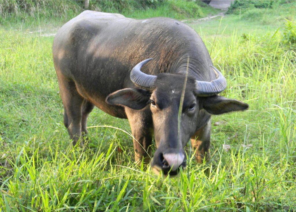 Carabao