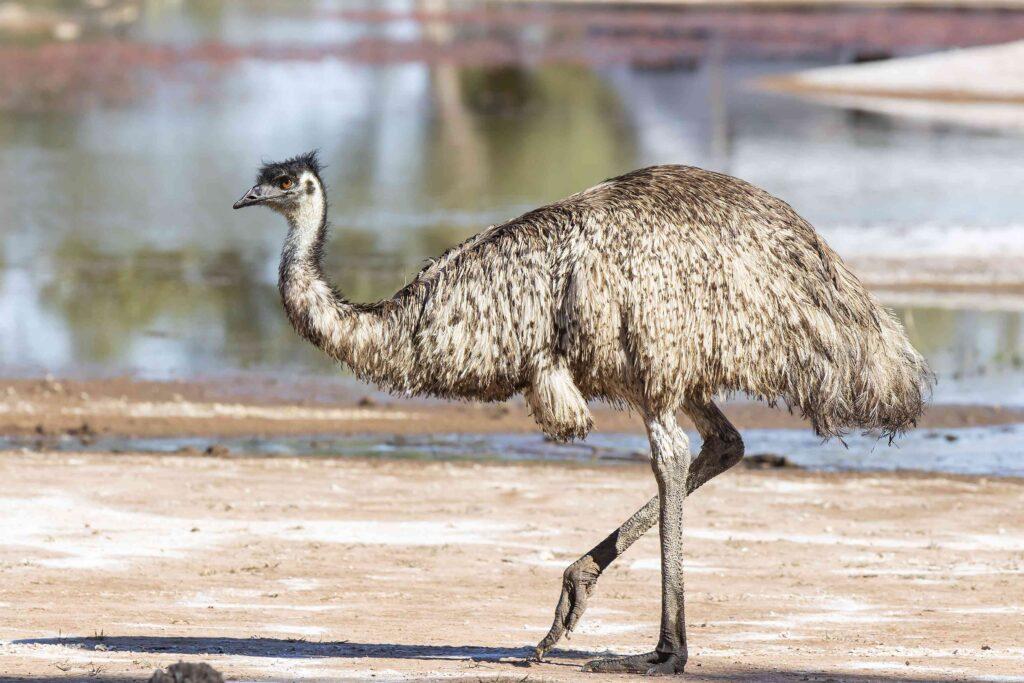 Emu