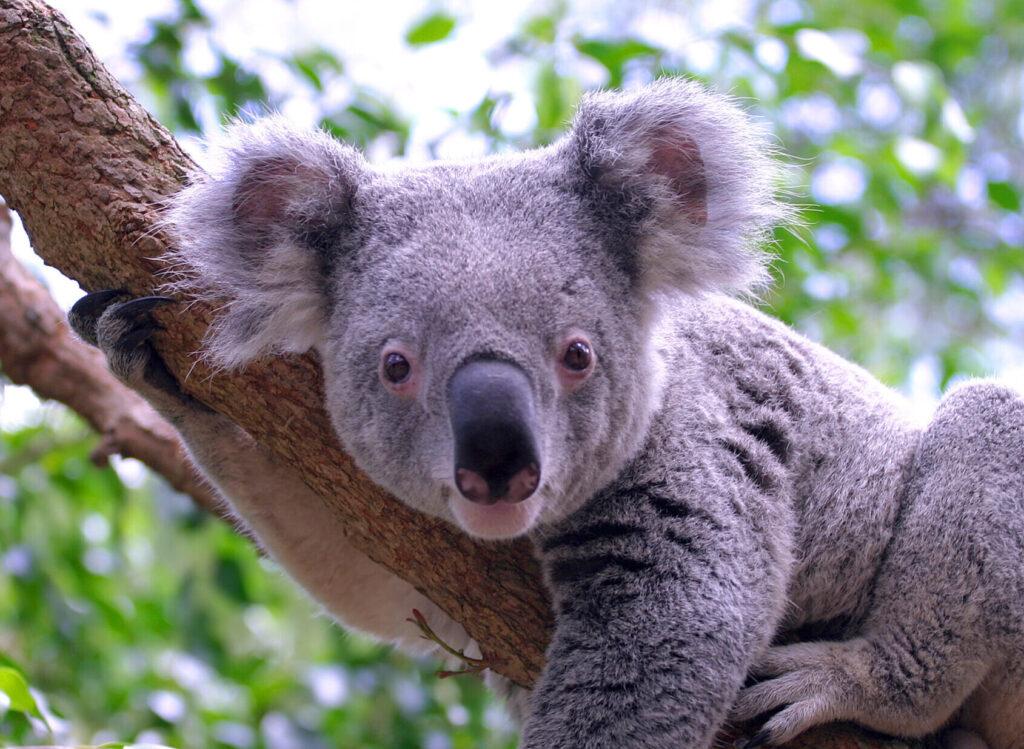 Koala