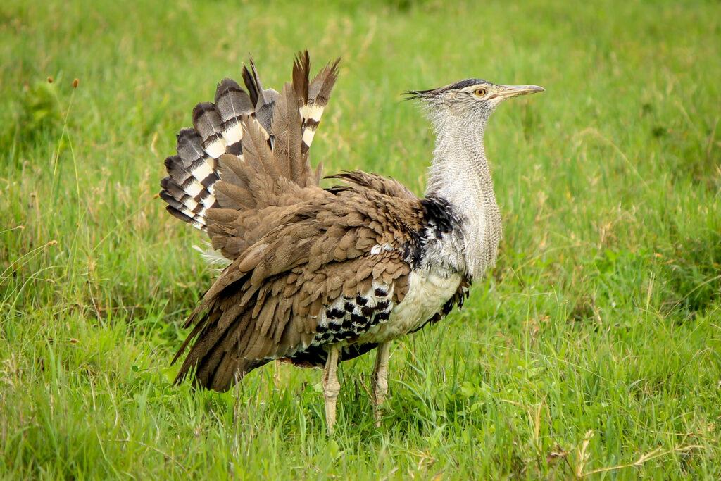 Kori Bustard